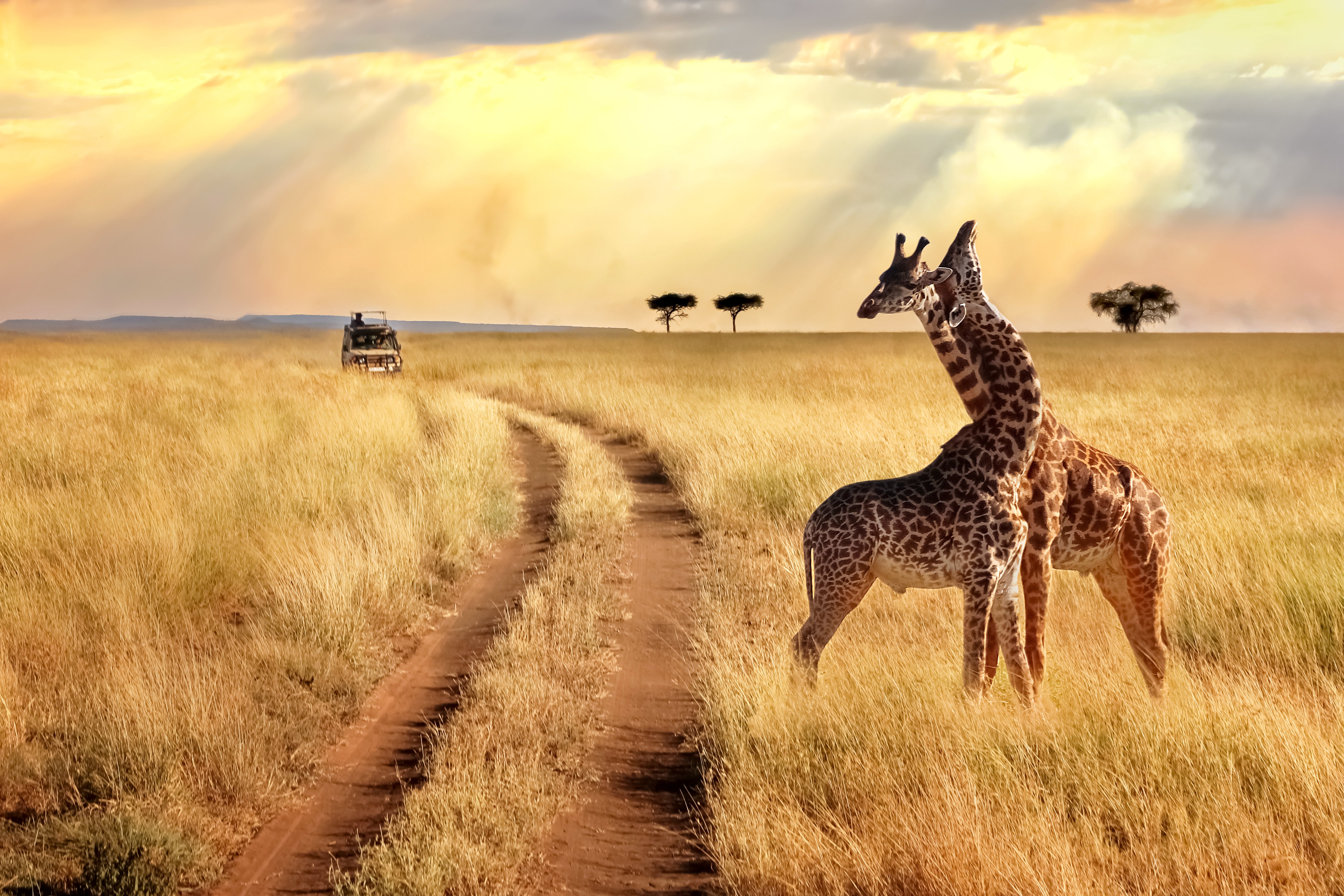 A group of elephants walking across the savannah in Kenya